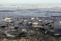 منشأ آلودگی نفتی لنگرگاه خارجی بندر بوشهر معلوم نیست