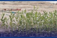 تقدیر از پتروشیمی نوری به‌خاطر کاشت ۴۲۶۰۰ اصله نهال حرا